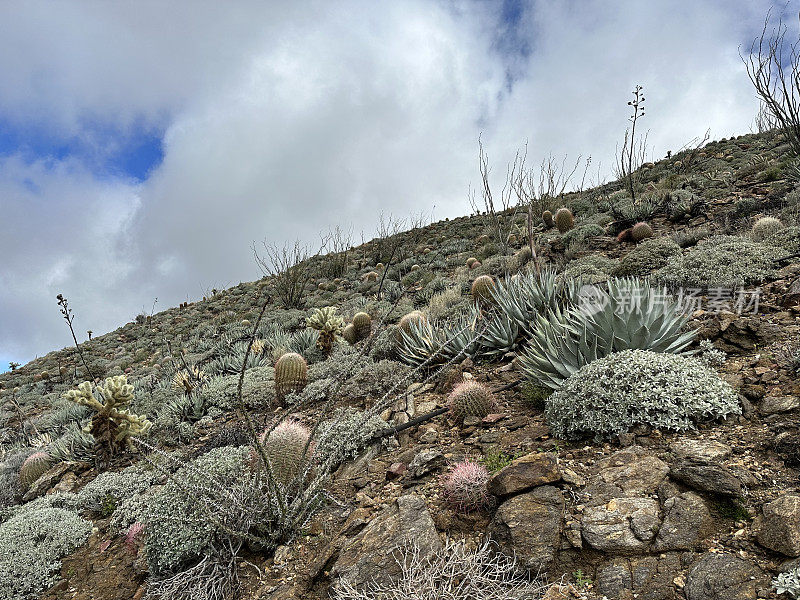 Pacific Crest Trail view